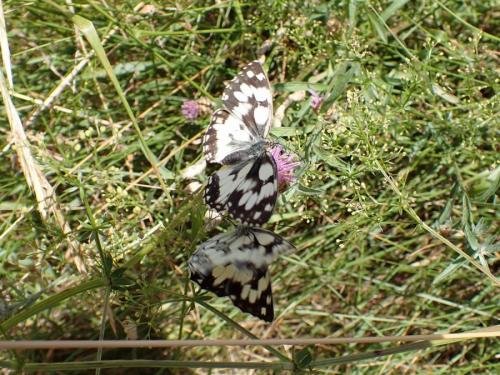 Melanargia galathea